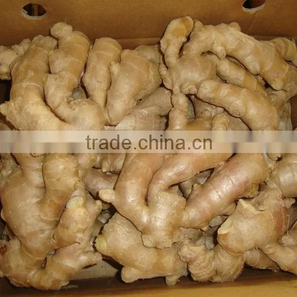China Air Dry Ginger Professional Supplier for Holland and Russia photo-6