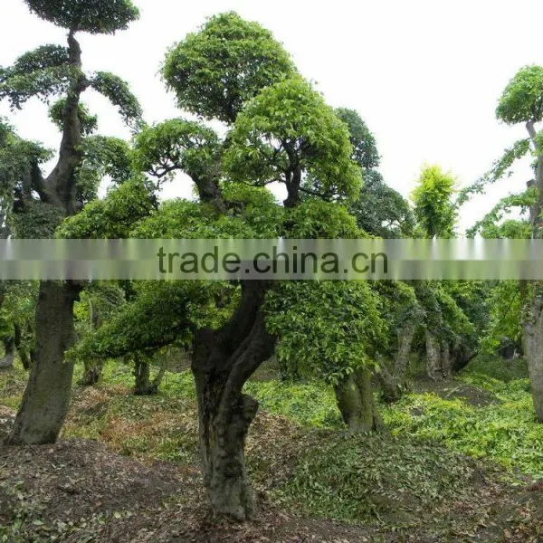 Ulmus Pumila L. Tree photo-5