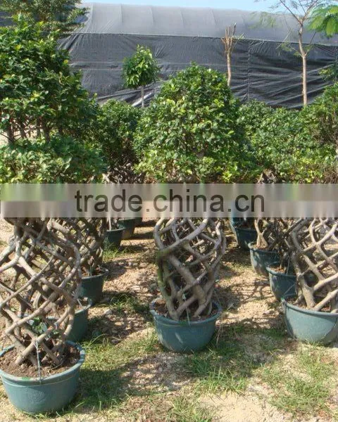 Ficus Microcarpa