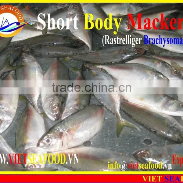 FROZEN SHORT BODY MACKEREL WHOLE ROUND photo-2