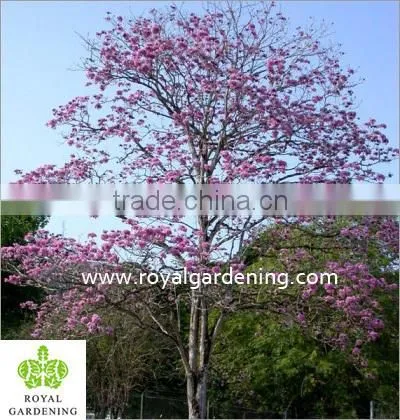 Tabebuia Rosea Landscaping Tree Pinky Flower Tree photo-3