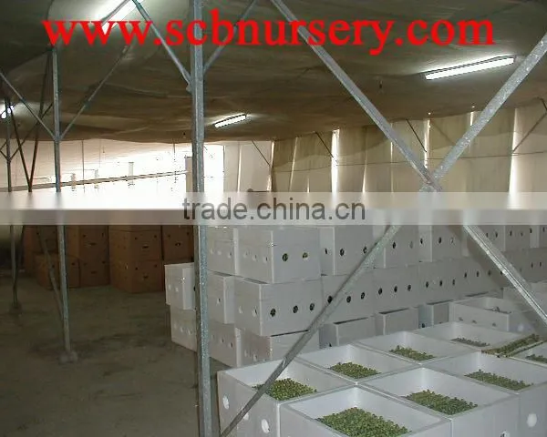 Lucky Bamboo Dracaena Sanderiana photo-3