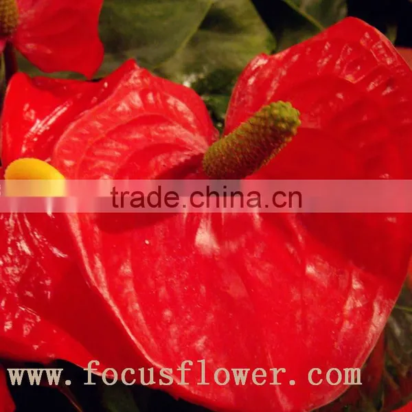 Wholesale Fresh Cut Flower Plants Anthurium From Kunming photo-2
