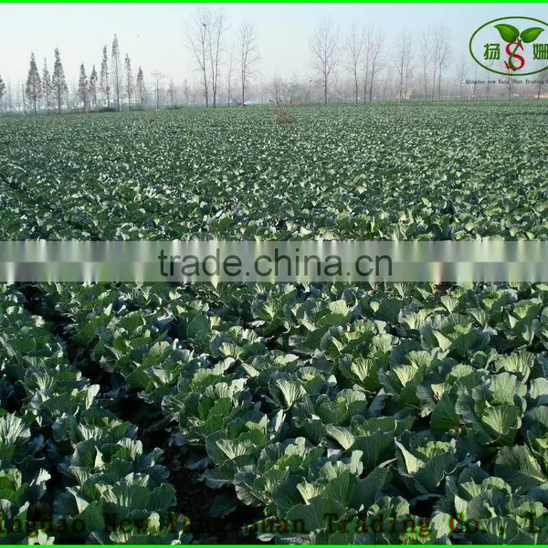 Hot Sale High Quality Fresh Cabbage Green/Red Cabbage photo-4
