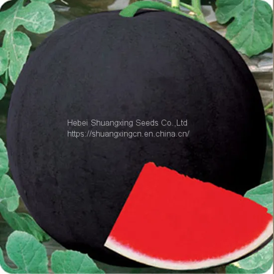 SHUANGXING Grafted Hybrid f1 Seedless Watermelon Seeds