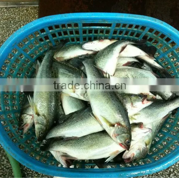 Fresh Frozen Seafood Product Seabass