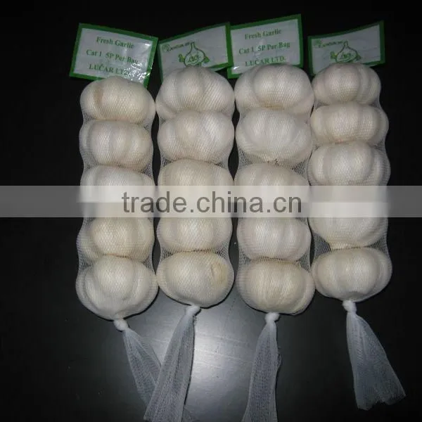 normal white garlic