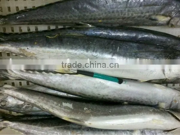 Spanish Mackerel