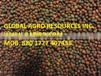 Mustard Seed