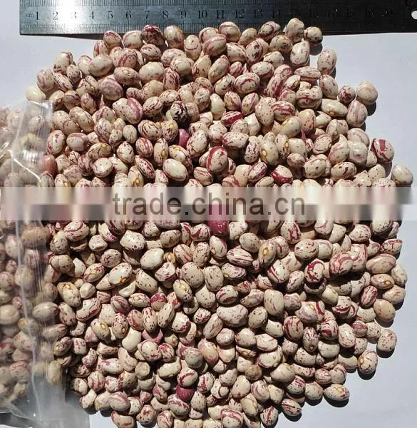 2014 Light Speckled Kidney Bean Xinjiang Round Type 150-170