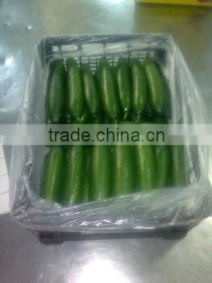 2016 Fresh Cucumbers / Wholesale Fresh Cucumber / Bulk Green Youth Cucumber