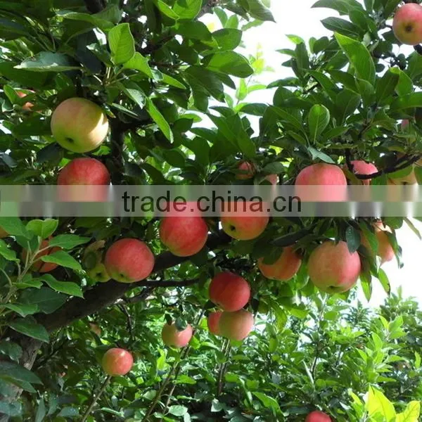 Fresh Gala Apple Sweet Juicy Gala Apple With Best Price Brand Yitian photo-5