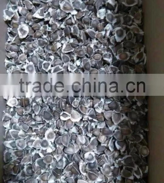 Moringa Seeds photo-5