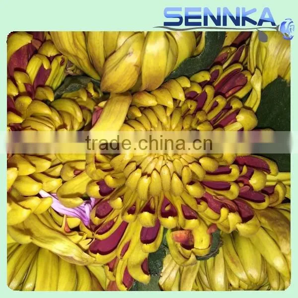 Shinning Green Fresh Flowers Fresh Cut Daisy With Wholesale Price photo-6