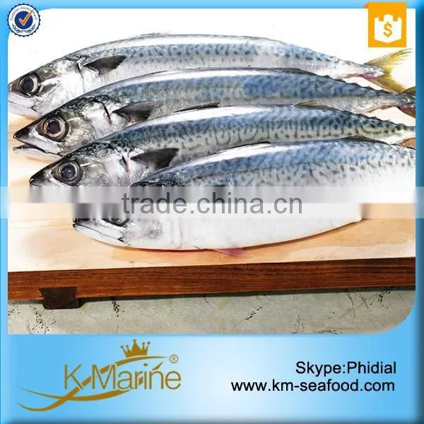 Top Quality Whole Frozen Mackerel For Sale photo-6
