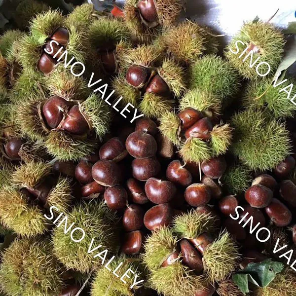 SinoValley Vacuum Packed Peeled Bulk IQF Frozen Chestnut China Supplier Wholesale FDA Certified photo-5