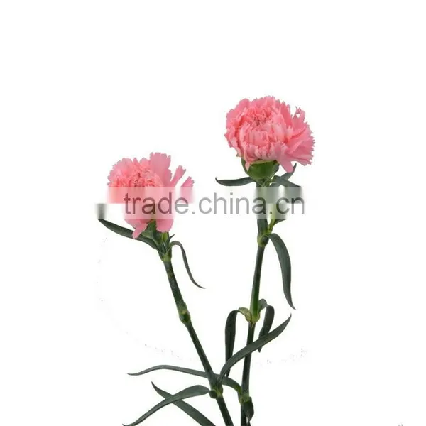 Wide Variety Medium Pink Crazing Selling Carnation photo-6