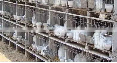 Animal Farm, Poultry Equipment, Rabbit Cage for Pet Cage