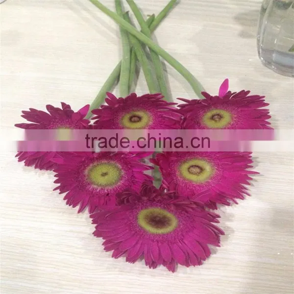 Fresh Cut Flowers Processing Type and Gerbera Flowers Part photo-6