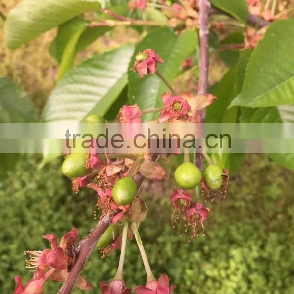 Bagged 18 Degree Sugar Content of China Fresh Cherries photo-5