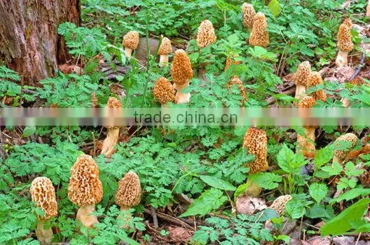 Morchella Esculenta Morel Morels Mushroom Dried Fresh Pure Natural Edible Mushrooms Yellow Morel, True Morel,Made in Turkey photo-4
