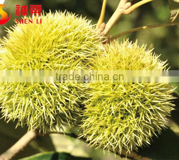 Chinese Chestnuts for Sale---Best Fresh Chestnut in the World photo-2