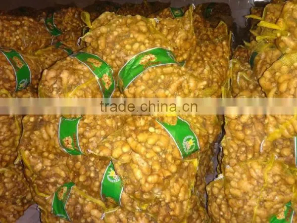 Laiwu Fresh Chinese Ginger for Hot Selling photo-5