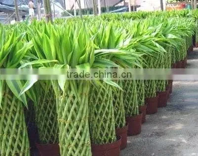 Indoor Decorative Ornamental Bonsai Plants of Dracaena Sanderiana photo-5