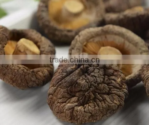 Free Shipping Premium Fresh Flower Shiitake Mushroom Spawn Cultivation