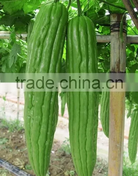 Linong Green Bitter Melon the Gourd Seed photo-2
