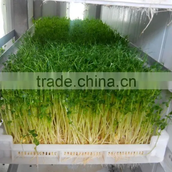 Full Automatic Hydroponic Organic Bean Sprouts Machine photo-4