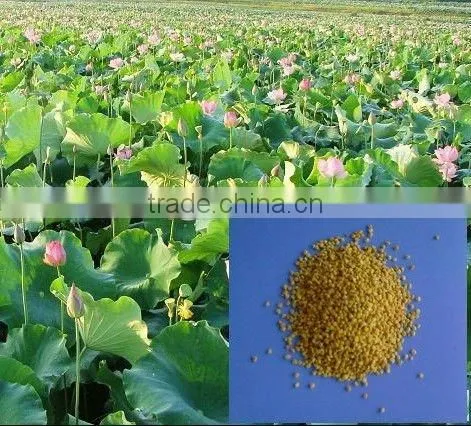 Fresh Bee Pollen Granular (Multi- Flower/Tea Pollen) photo-2