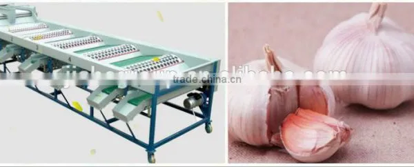 Garlic /Vegetable and Fruit Cleaning and Grading/Sorting Machine photo-4