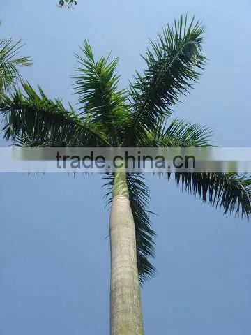 2015hot Sale Factory Specialling Best Quality Guarantee Palm Tree, Artificial Palm Tree,outdoor/indoor photo-5