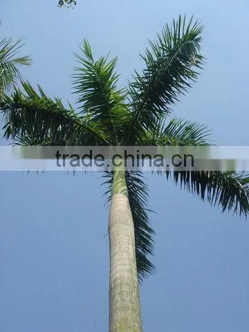 OEM /ODM Manufacture Artificial Coconut Tree photo-6