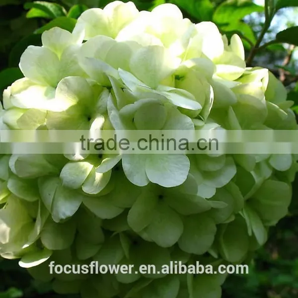 High Quality Grade A Multi Colors Cut Fresh Hydrangea Fresh Flower From Yunnan photo-4