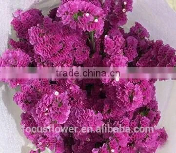 First Class Pink Statice Export Without Middleman For Home Decoration photo-4