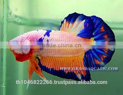 Betta Fish Farm For Sale and Aquarium Fish Exporter photo-6