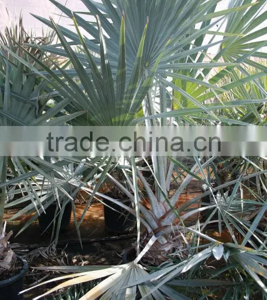 Bismarckia Nobilis - From 75/100 Plant Height in 8 Liters Pot photo-2