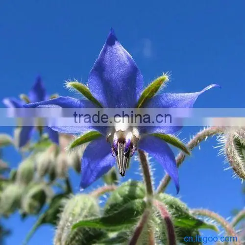 Borage Oil photo-2