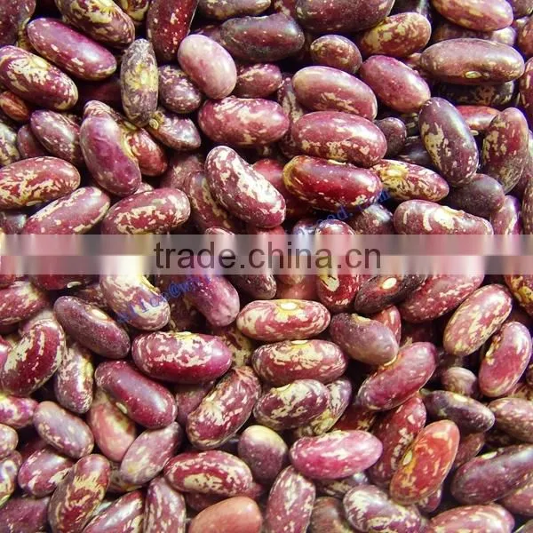 New Crop Bulk PSKB Beans photo-4