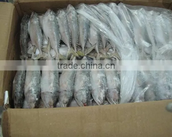 Indo Pacific Mackerel ( Short Body Mackerel) photo-5