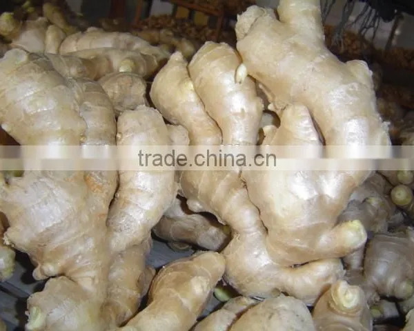 China Fresh Ginger for Sale photo-4