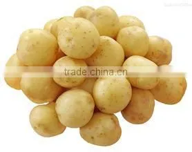 Chinese Holland Potato in Hot Sale photo-2