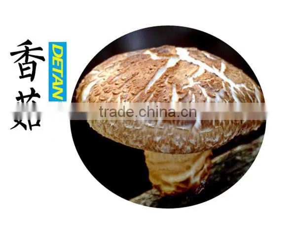 Factory Direct Sale Export Mushroom Price Dried Shitake photo-3