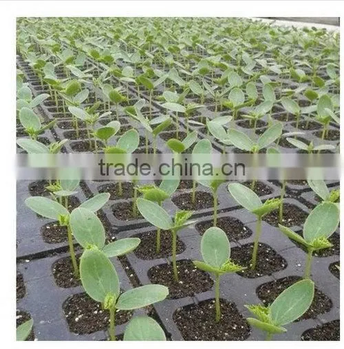 China Supplier Best Choice Competitive Price Agriculture Seed Tray photo-6