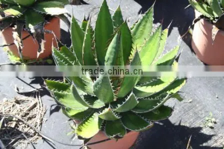 Agave Horrida V. "Perotensis Limon" in 8 Liters Pot photo-3