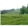 Green, Blue, Black and Different Colors Slope Netting, High-density Polyethylene Planting Net for ve