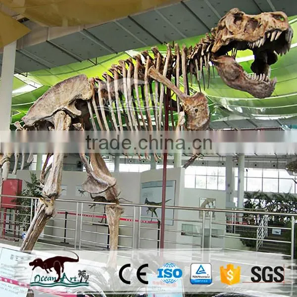 OA-SD-L36 Exhibition Equipment Dinosaur Fossil Skeleton Replica photo-2