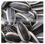 American Sunflower Seeds (20/64, 22/64, 24/64)